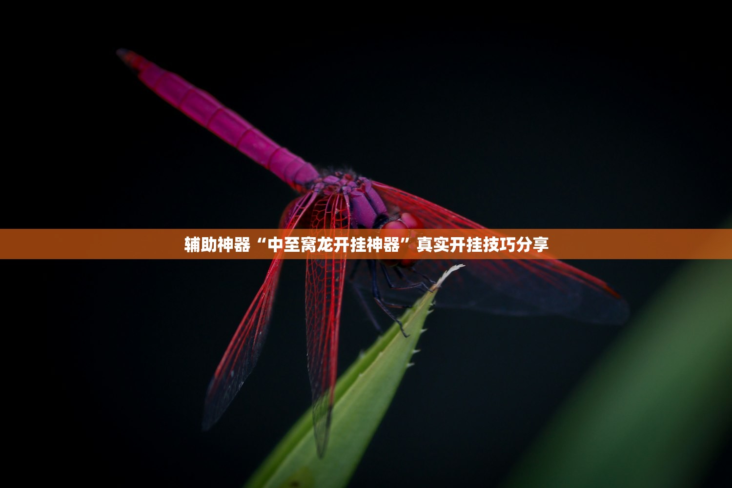 辅助神器“中至窝龙开挂神器”真实开挂技巧分享