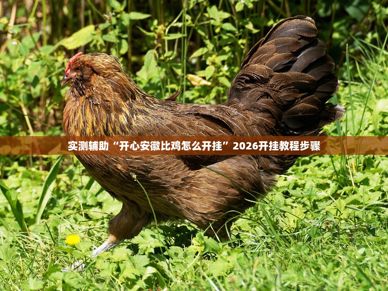 实测辅助“开心安徽比鸡怎么开挂”2026开挂教程步骤